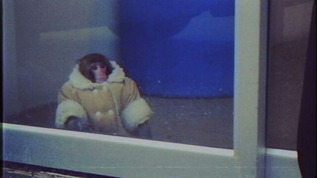 Coat Monkey - Dir: Justine Bo