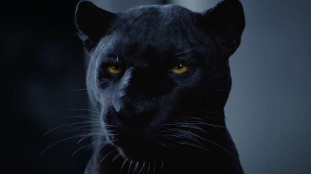 MAXIKRAFT (Panther)